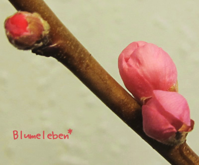 桃の花の咲くつぼみはふっくら