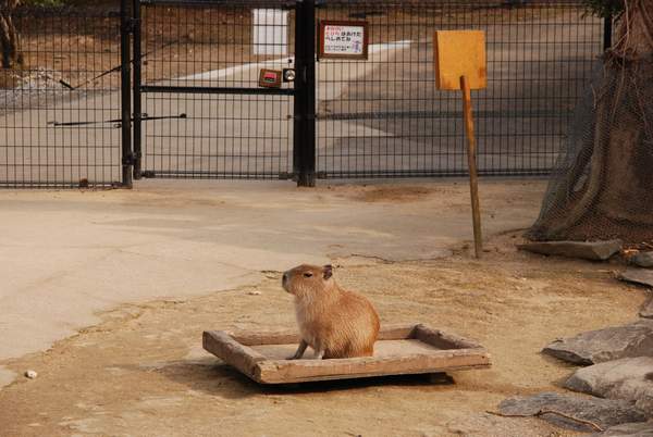 カピバラカメラ Capybara Camera カピバラ＠海遊館のニュース！＜読売 <b>...</b>