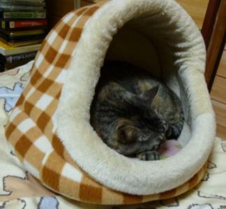 猫ベッドとチョコ