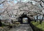 熊谷寺桜