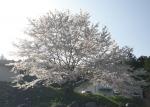 2010.0406桜