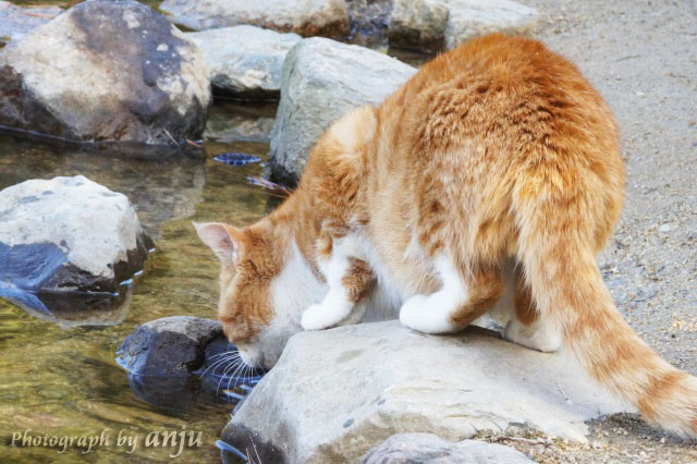 １００分のＸ＋Ｙに癒されて　深山公園の猫たち　岡山県玉野市