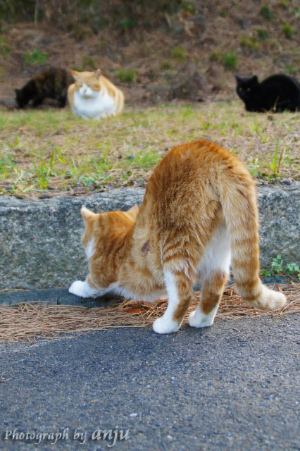１００分のＸ＋Ｙに癒されて　深山公園の猫たち　岡山県玉野市