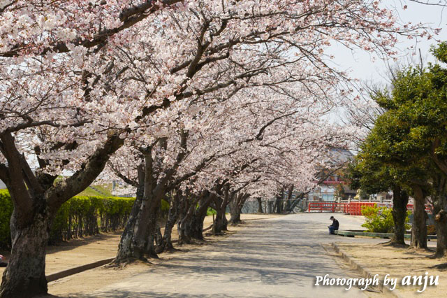 満開の桜並木　向洲公園（むこうすこうえん）　岡山市東区
