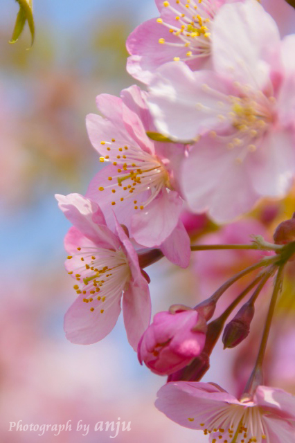 5,000本の河津桜の里を夢見て。。。岡山岡南飛行場