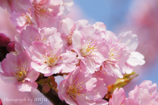5,000本の河津桜の里を夢見て。。。岡山岡南飛行場