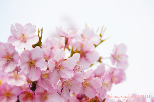 5,000本の河津桜の里を夢見て。。。児島花回廊