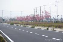 5,000本の河津桜の里を夢見て。。。児島花回廊