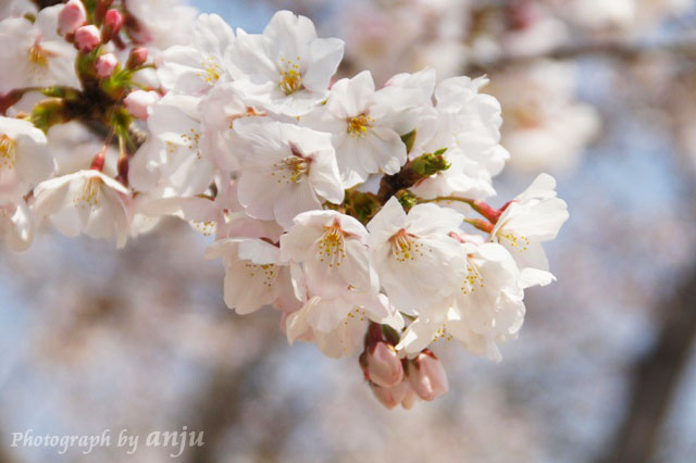 満開の桜並木　向洲公園（むこうすこうえん）　岡山市東区