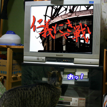 テレビ観賞猫090218a