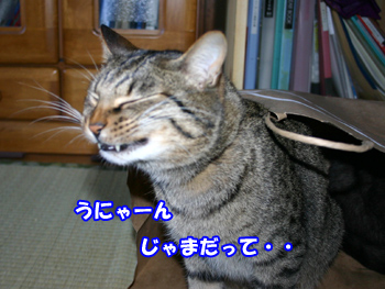 ふくろ猫だじょ～20100121e