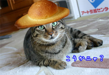 帽子パン猫100313b