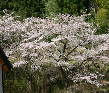 四万十は桜が満開100321a
