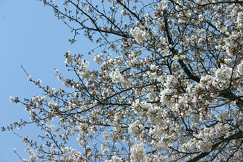 四万十は桜が満開です。110402a