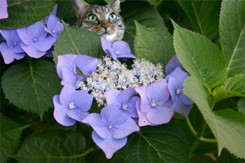 紫陽花と猫100628d