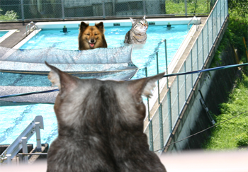 夏本番　プール犬と猫100723a