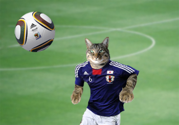 がんばれニッポン！　サッカー猫