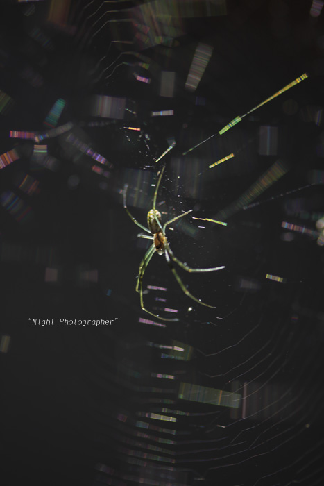 蜘蛛の糸1のコピー