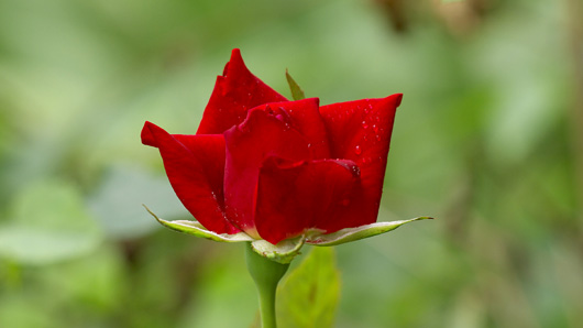 深紅のバラ