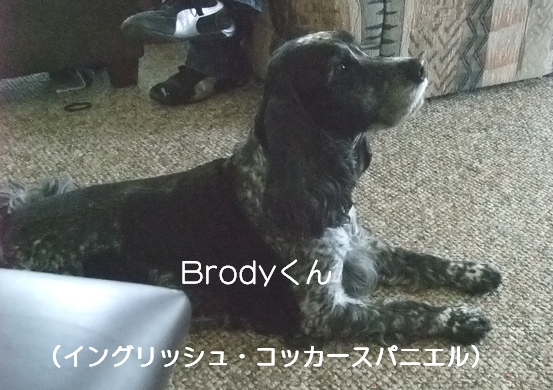 Brody.jpg