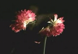 ハイスピードカメラが捉えた、花の生命