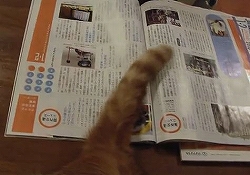 しっぽで雑誌のページをめくるネコ
