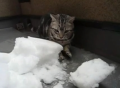 雪遊びをするネコ