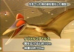 大阪市立自然史博物館　『世界最大の翼竜博』より