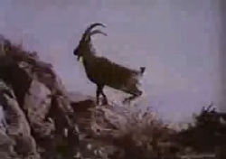 忍者ヤギ（ヒマラヤン・アイベックス）の衝撃映像