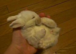 手のひらの上で眠るウサギの赤ちゃん
