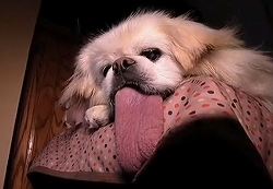 世界一「舌」が長い犬　Puggy