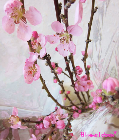 桃の花（一重咲き・早戸川）
