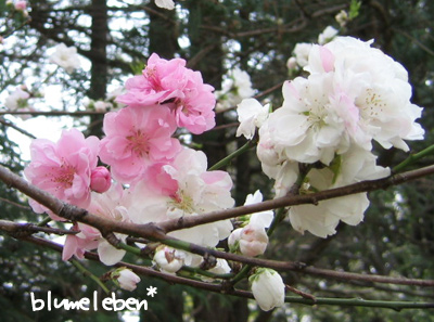 桃の花白ピンク咲き分け