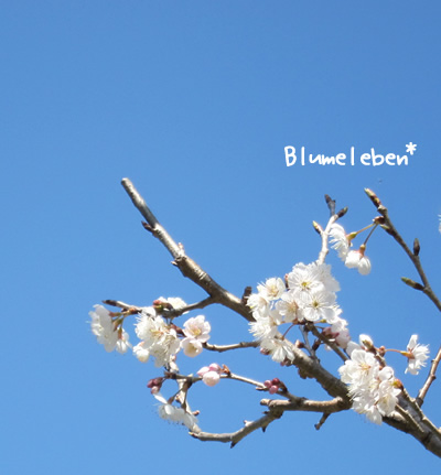 青い空とさくらんぼの花