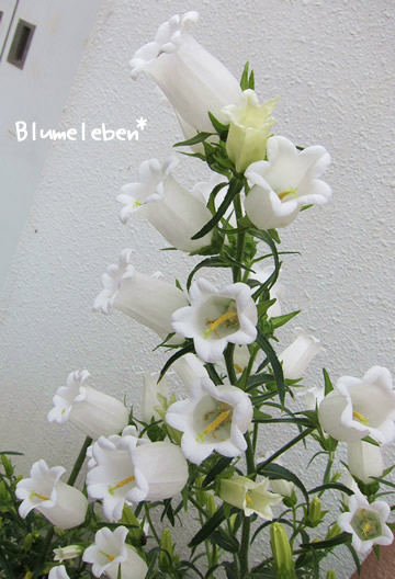 白花のカンパニュラ