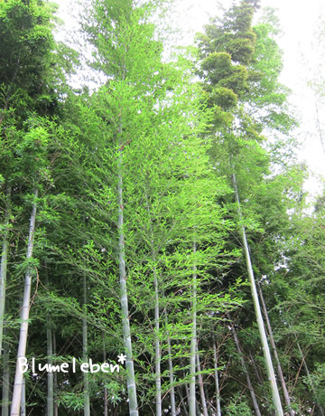 今年のタケノコが育った若い竹