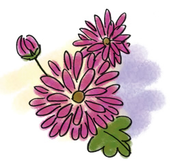 菊の花　イラスト