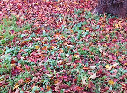 真っ赤な落ち葉の絨毯