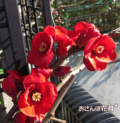 ダークレッドの木瓜の花