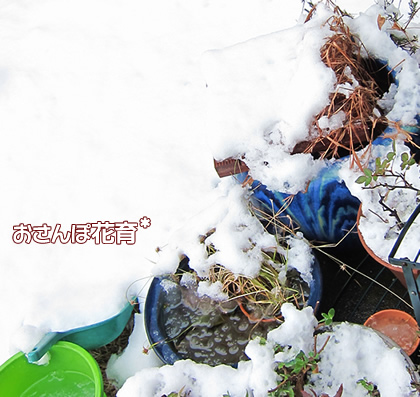 睡蓮鉢が雪で埋もれた