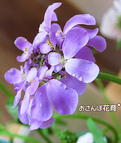 紫のイベリスだと、紫菜花に似てるかも
