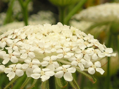 ブルーレースの白花