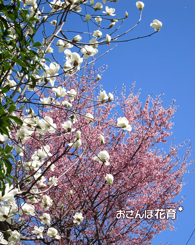 ハクレンと早咲きの桜