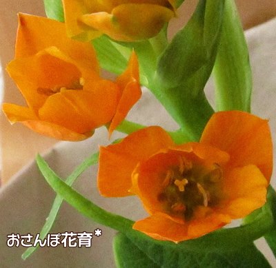 オオニソガラム・ダビウム　の花アップ
