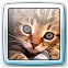 windows7(beta)アカウント用猫画像
