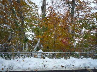 紅葉と雪