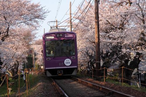 鉄道と桜！