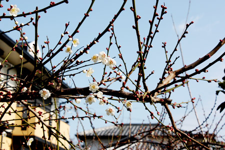 梅咲き始めました！！　岸和田市