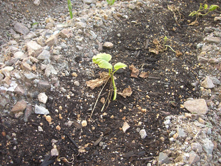 ５月のゴーヤ・大葉・オクラ・サツマイモの成長