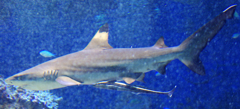 サメ エイ えのすい へgo 新江ノ島水族館密着ブログ